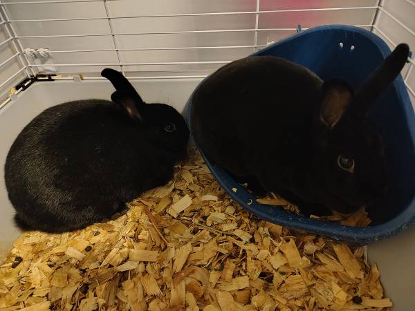 2 Mini Rex Does, cage, and supplies **Sisters 1