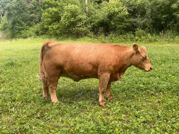 IGWT/Simmental 3 yr old cow - $4,500 (Prairie Farm)62903045632769122