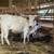 Longhorn Cow Calf Pair 2 thumbnail