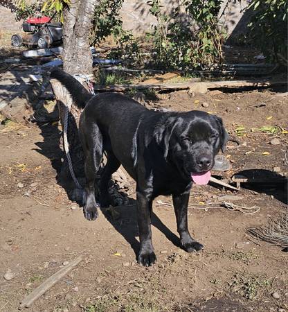 Reubicación de un macho mezcla de Golden Retriever/ Pastor Alemán/ Rottweiler (Tacoma)63853464679555121