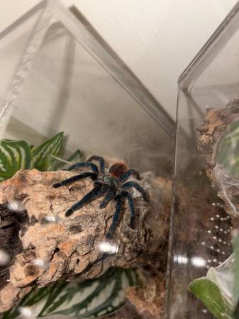 Tarantulas- text for list 1