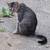 Rescue cats looking for homes 4 thumbnail