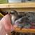 Chicks and Ducks For Sale 11 thumbnail