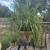 Houseplant 1 thumbnail
