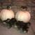 Bantam cochin chicks 3 thumbnail