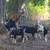 Purebred Spanish Goat Kids 6 thumbnail