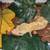 Crested Gecko 2 thumbnail
