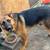Rehoming German sheperd (URGENT) 4 thumbnail