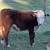 Hereford feeder cattle 8 thumbnail