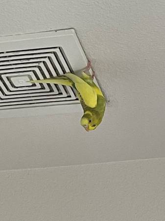 Rehoming pair of parakeets (Great Lakes)63735873877249123
