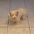 Poodle maltese 2 thumbnail