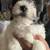 Puppy dog for sale 1 thumbnail
