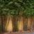 Gracilis Bamboo ~ Premier Clumping Bamboo for Privacy 16 thumbnail