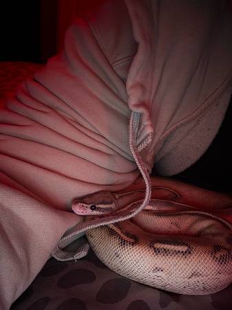 Ball python63700641514369121