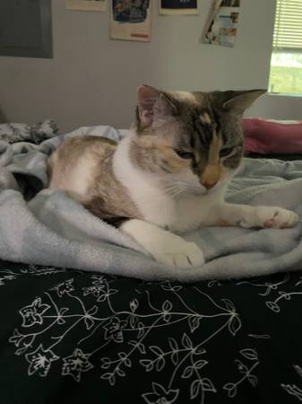 MISSING CAT- RICO- LAST SEEN 9/23 (Woodstock)63842372608769121