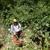 Reclaim and Fireproof Your Land ( blackberry and brush clearing ) 1 thumbnail
