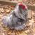 Chickens 4 thumbnail