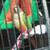 lost conure bird 2 thumbnail