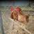 Laying hen Chickens for sale 1 thumbnail