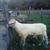 2 year old Dairy Ram for sale- from mom of heavy milker 2 thumbnail