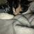 Calico needing home! 4 thumbnail