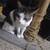 Cat needs a new home 2 thumbnail