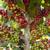 Grafted Coffee Tree – Arabic | Plant City, FL | Licensed Nursery 1 thumbnail