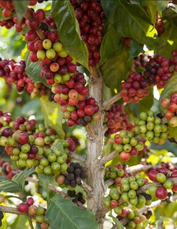 Grafted Coffee Tree – Arabic | Plant City, FL | Licensed Nursery 1