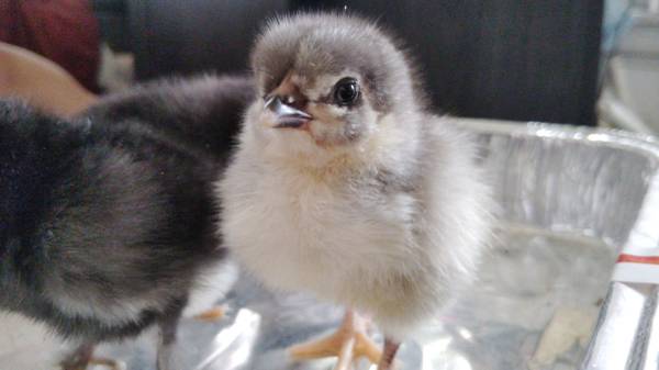 Chicks 1