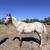 Horse 1 thumbnail