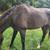 Horse clipping, plaiting/braiding, and sheath cleaning 6 thumbnail
