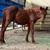 Red colt 1 thumbnail