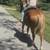 Big gelding 4 thumbnail