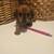 Miniature dachshund 2 thumbnail