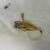 (5) Vintage Feathered Fishing Lures Plus Extra's 11 thumbnail