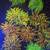 Corals Coral Frags Torch, Hammer, Goni, Brain Corals, Etc 7 thumbnail