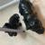 🐾 Set of 2 Vintage Dog Figurines – Scottish Terrier & Cairn Westie – 7 thumbnail