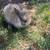 Lionhead Bunnies 2 thumbnail