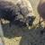 Icelandic sheep 4 thumbnail