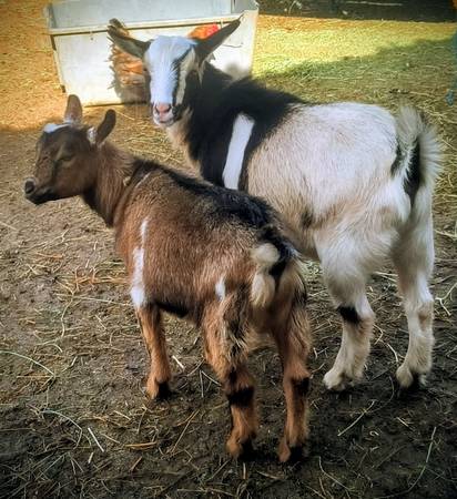 goats for sale 1