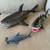 18” inch Shark & Other sharks 1 thumbnail