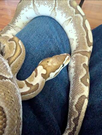 Ball Python - Bamboo female 1