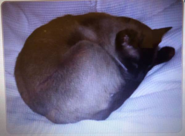 Lost caramel color somewhat Brown Siamese cat (19th Street and Bell Road)