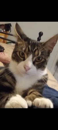 Manx/ Polydactyl 1 1/2 años macho (Gilroy)63659166775681120