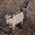 Nigerian dairy goats dwarf wethers 1 thumbnail