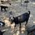 Goats For Sale! 5 thumbnail