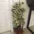 Variegated rubber plant in a pretty red glazed pot 1 thumbnail
