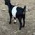 Two Nigerian dwarf does 6 thumbnail