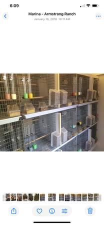 Cages for Canaries (Marina)64009563758467120