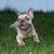 Beautiful frenchie male rehoming 4 thumbnail